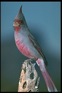 Cardinalis sinuatus