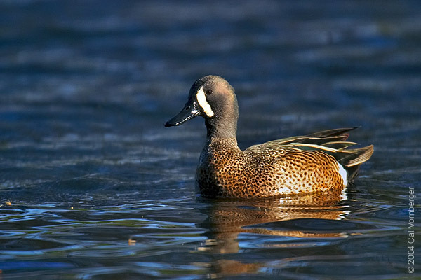 bluewingedteal