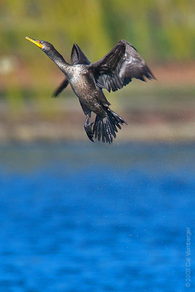 cormorant8_takflight