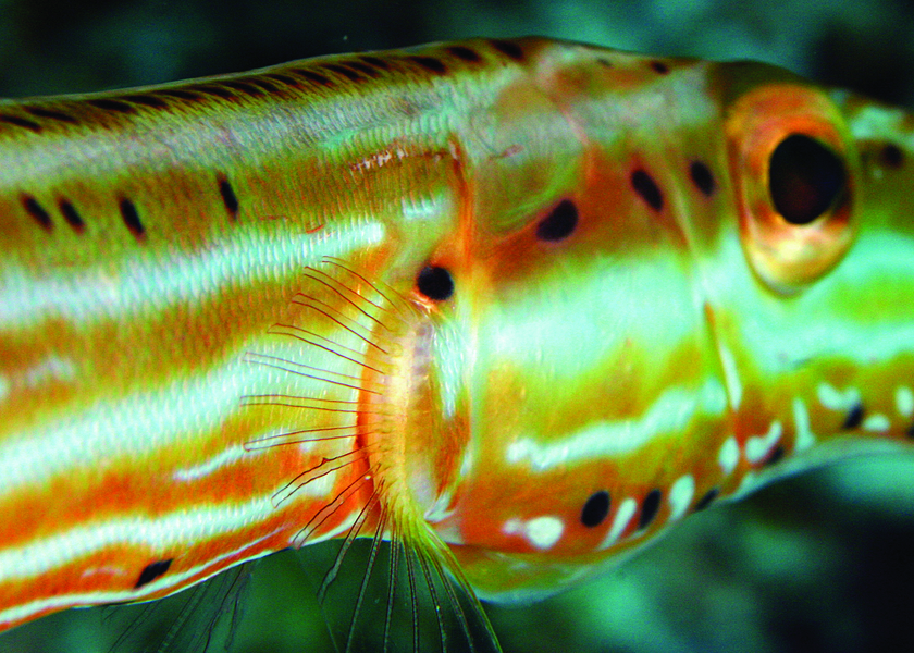 trumpetfish3