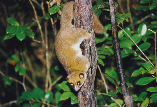 Lemuriformes
