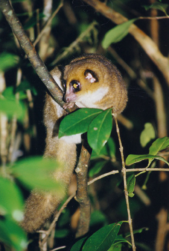 Lemuriformes