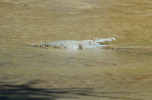 crocodylus_niloticus_1
