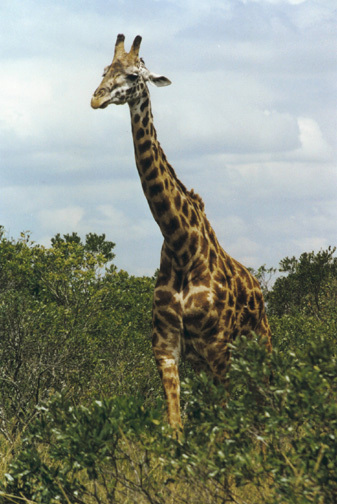 giraffa_camelopardalis_2
