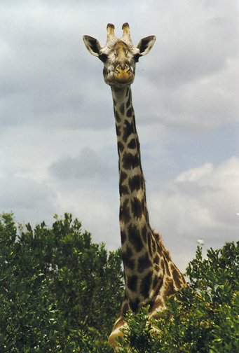 giraffa_camelopardalis_4