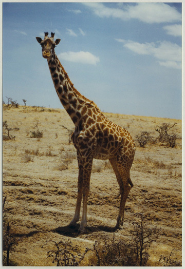giraffa_camelopardalis_7