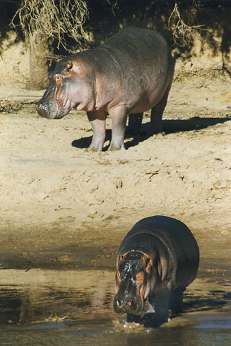 hippopotamus_amphibius_5