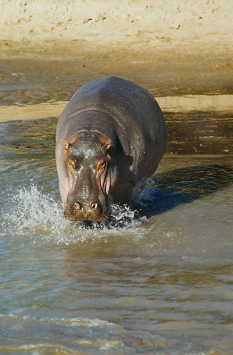 hippopotamus_amphibius_6