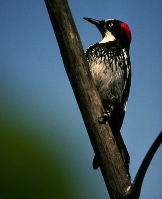 acorn_woodpecker