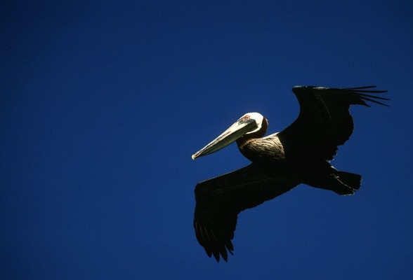 brown_pelican
