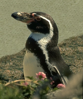 peruvian_penguin