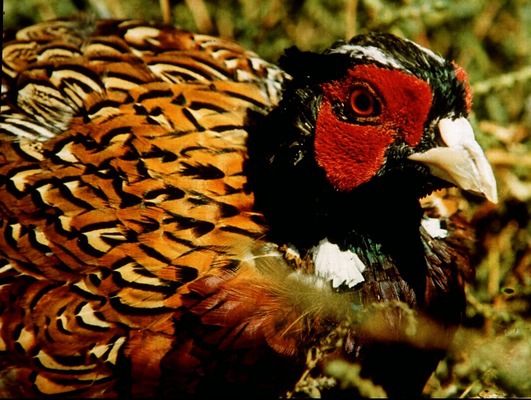 ring-necked_pheasant