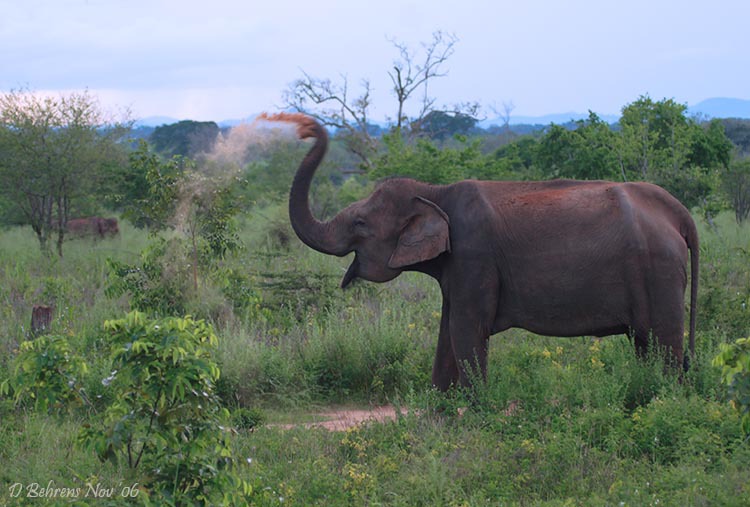 Elephantdusting