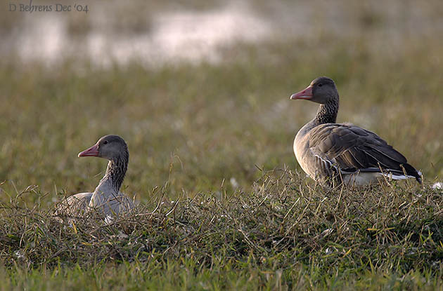 Greylag_geese