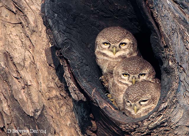 Spotted_Owlets