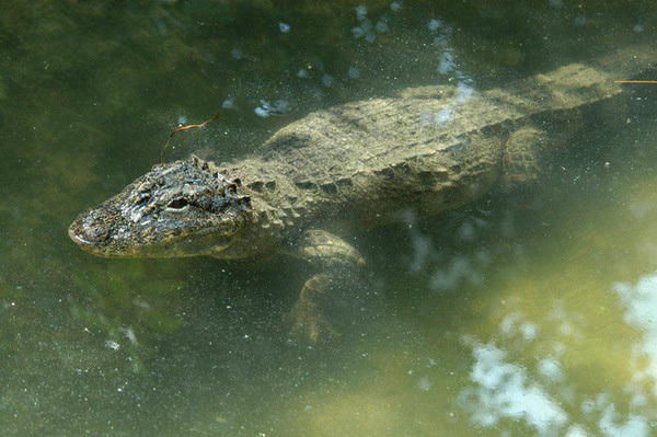alligator3