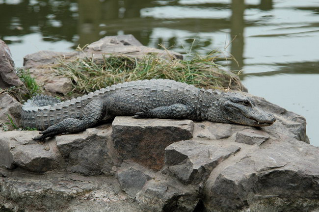 Alligator sinensis image