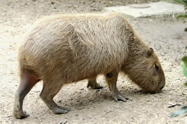 capybara1