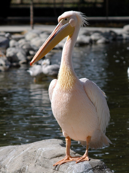 dalmatian_pelican1