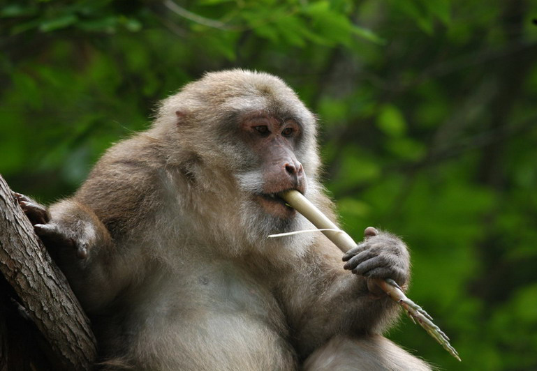 macaque5