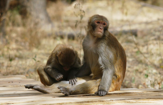macaque_grooming