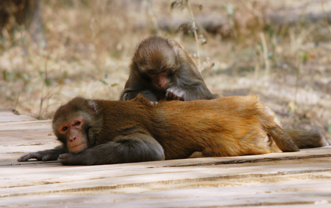 macaque_grooming2