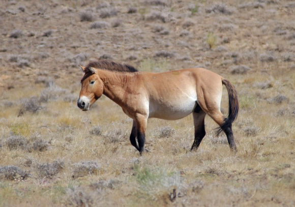 Equus caballus przewalskii