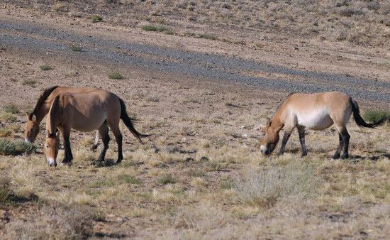 Equus caballus przewalskii