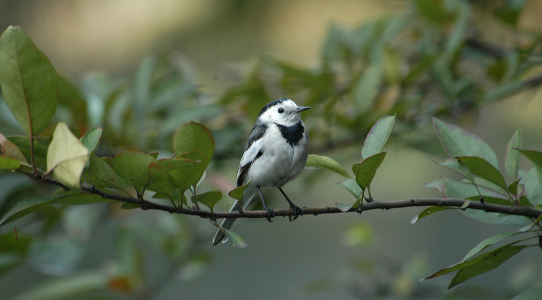 whitewagtail11