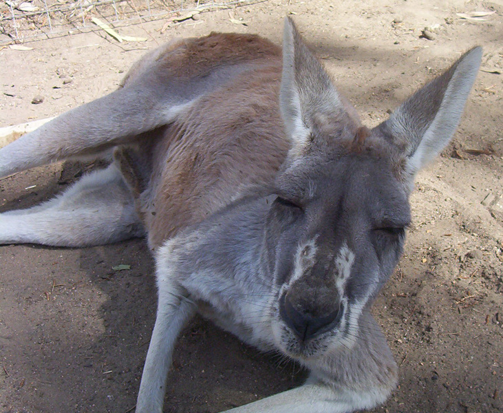 female_red_kangaroo