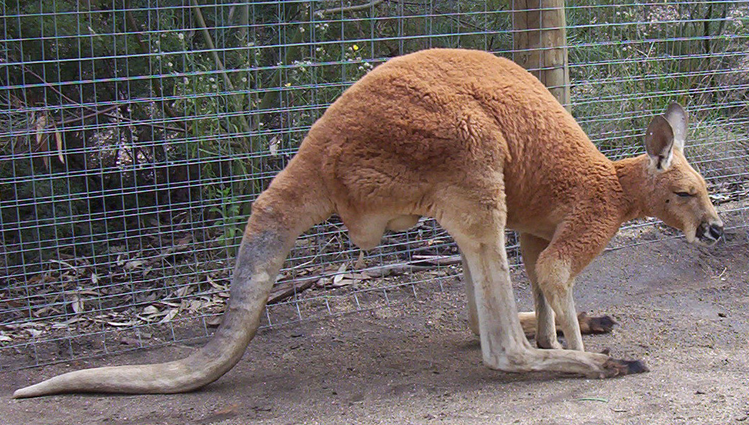 male_red_kangaroo