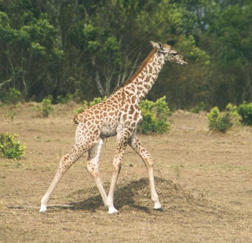 giraffebabylaeuft