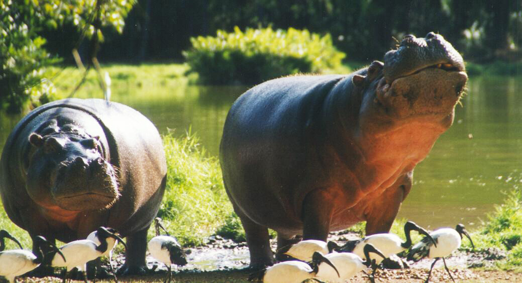 hipposbamburi