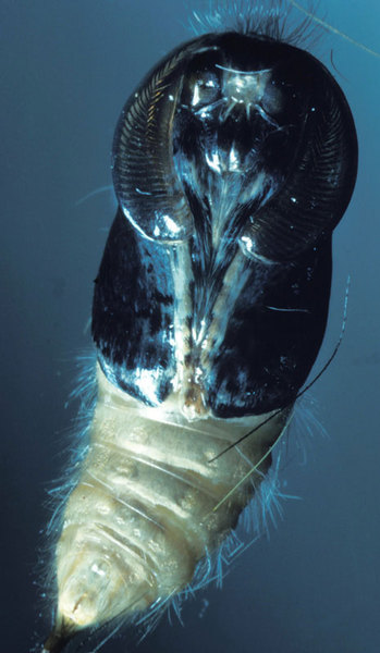 Ecdysozoa