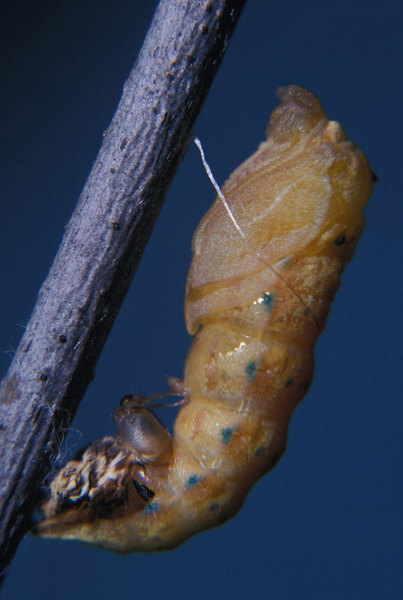 Ecdysozoa