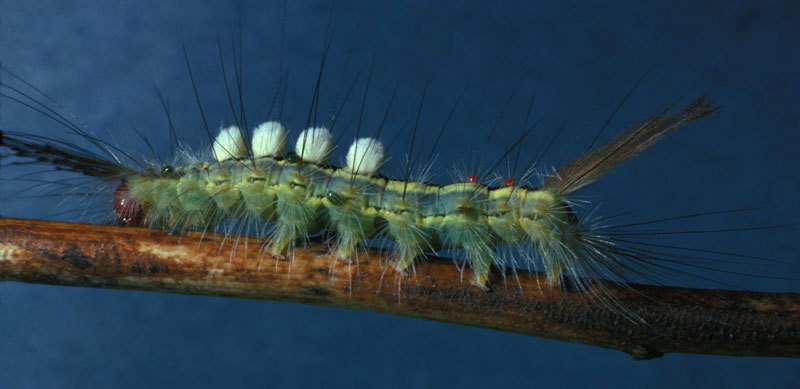 Lymantriidae