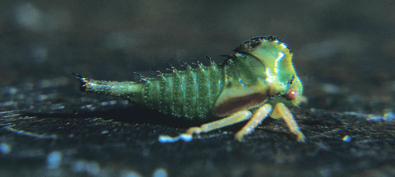 Cicadelloidea