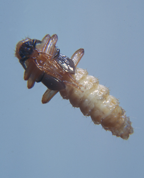 Pyrochroidae