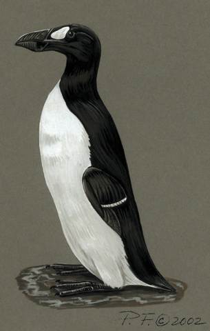 pinguinus_impennis