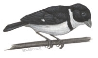 Emberizidae
