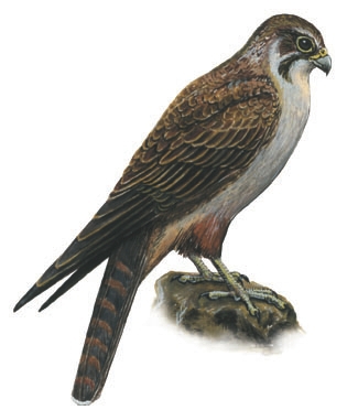Falconinae