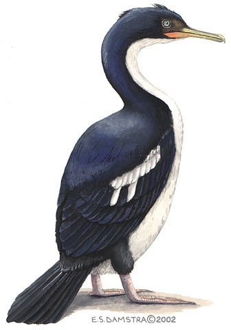 Phalacrocorax.carunculatus