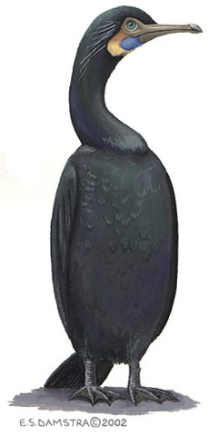 Phalacrocorax.penicillatus