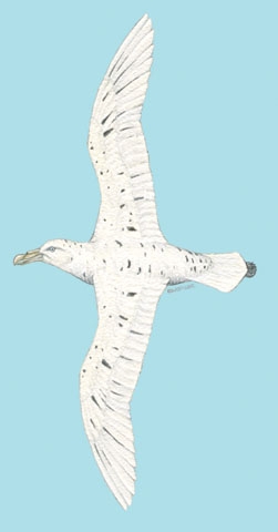 Procellariidae