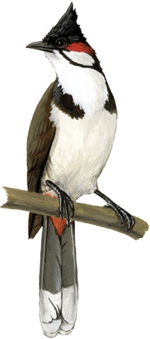 Pycnonotus jocosus