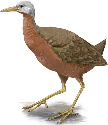 Eulabeornis_castaneoventris