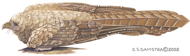 Steatornis.caripensis