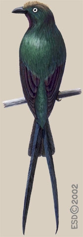 Aplonis brunneicapillus