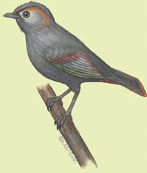 Liocichla_omeinsis