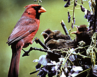 Cardinal_and_nestlings